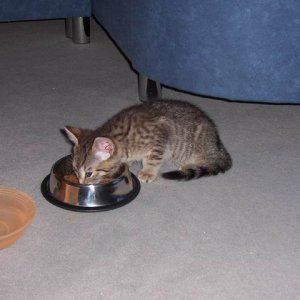 mein erstes Trofu, lecker!