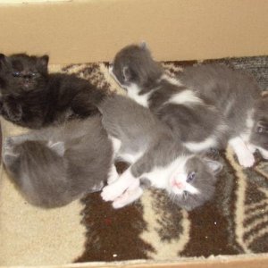 Unsre Babys (4 Wochen)