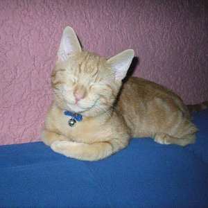 und das mein Garfield