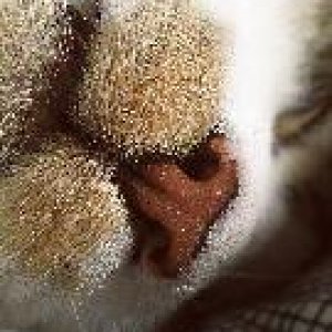 Milo hat das süßeste Näslein♥