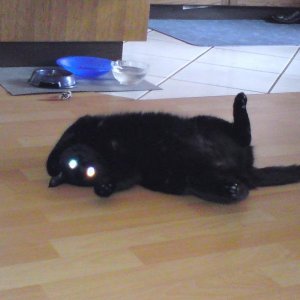 DSC00425 Blacky liebt tollen auf dem Boden