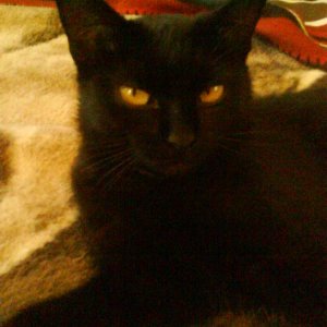 DSC00289 Blacky in Pantherpose