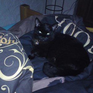 28.08.10 005 Blacky liebt meine Twilight Bettwäsche