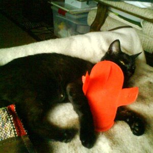 DSC00234 Wehe du striegest mich nochmal...grrrr