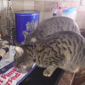 DSC00429 Gismo hinten und Nemo im Vordergrund, sie pflege ich manchmal..aber jetzt sind sie weggezogen.