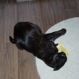 Luna auf CantipKissen Trip