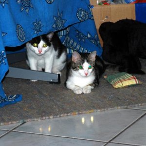 Psycho-Cats... die leuchten sogar im Halbdunkel!