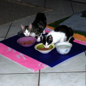 Guckguck! Und jetzt nicht weiter stören. Als Hobbit braucht man ein drittes Abendessen!!