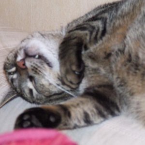 Manchmal möchte ich meinen Kopf stundenlang in seinen plüschigen Bauch drücken.