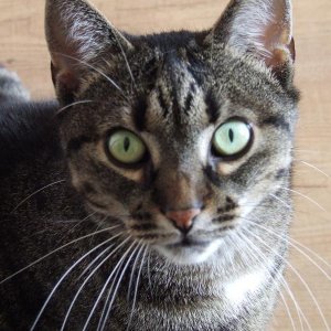 Der Stolz der Nation :)