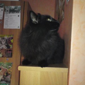 auf dem fressensschrank:)