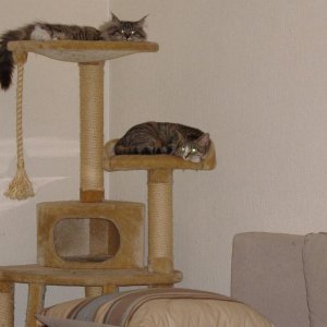 Nino (oben) und Henry (unten) belagern den Kratzbaum....