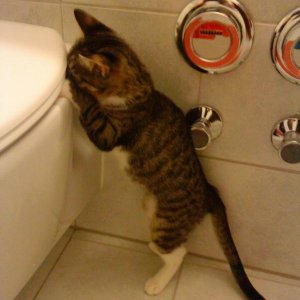 Faszination Klospülung