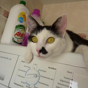 der Trockner is ja so schön warm...