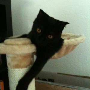 Mephisto - mein kleiner Teufel