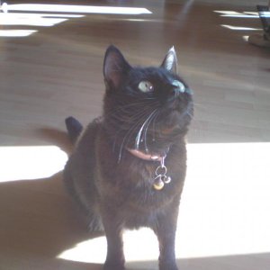 DSC00703
Blacky auf Sonnenlichtjagt