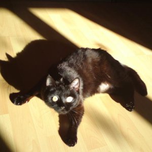 DSC00701
Blacky auf Angriff