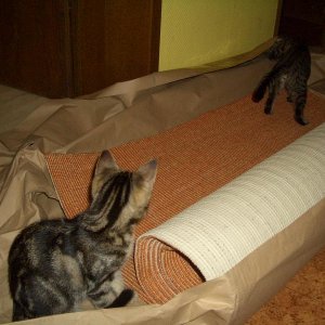 der Sisalteppich ist da...