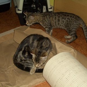 Die Papierverpackung ist natürlich interessanter als der Inhalt - Emily und Sookie inspizieren die Lieferung!