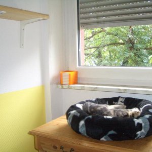 zuletzt angebrachtes Brett - Auf- und Abstieg beim Schlafplatz (Sookie ist von der ungewohnten Kletterei völlig erledigt...)