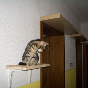 nachdem der Abstieg von der Kratzsäule anscheindend kopfüber noch etwas Panik verursacht, haben wir einen zusätzlichen Auf- und Abstieg montiert