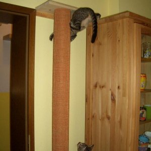 Sookie und Emily an der Kratzsäule