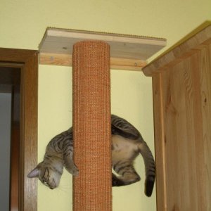 Emilys merkwürdiger Abstieg (Krabbengang seitwärts)