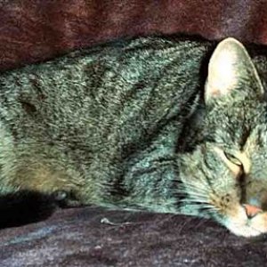 Jule 10 Jahre grau-brauner Tiger (Katze)
Indoor - unsere erste Katze - zugelaufen 2002
