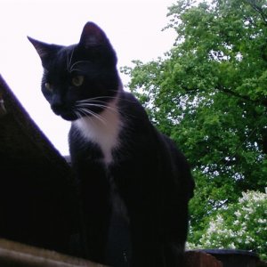 Gipsy 9 Jahre schwarz-weiß (Katze)
Indoor-Zicke