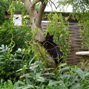 Tapsy geb. ca. Sep. 2010 schwarz (Katze)
von Herrn Pausbacke als Kitten angeschlepptes Streunerkind, mittlerweile kastriert und als Outdoor adoptiert
