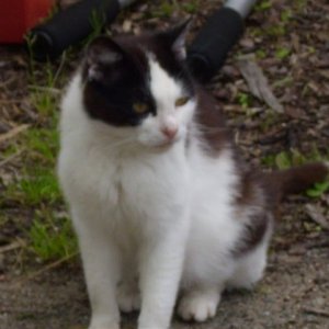 Püppi Alter unbekannt bislang zw. 8-12 Jahre geschätzt schwarz-weiß (Katze)
zugelaufene, mittlerweile kastrierte und als Outdoor adoptierte Katze