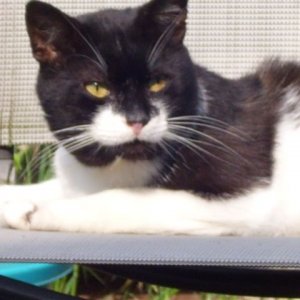 Herr Pausbacke Alter unbekannt schwarz-weiß (Kater)
kastrierter Streuner, der geblieben ist als Outdoor