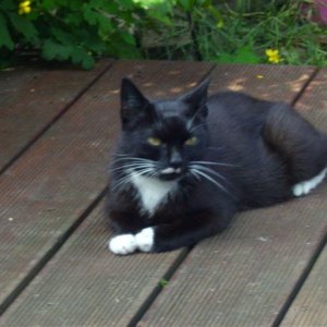 Blacky ca. 1 Jahr schwarz-weiß (Katze)
kastrierte Streunerin, die geblieben ist als Outdoor