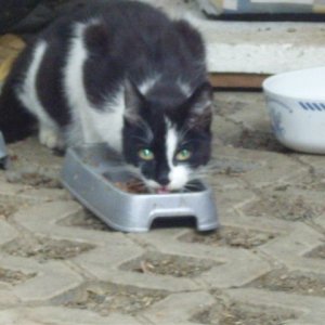 Harlekinkatze "wirkommenjetztöfter"-Streuner (ich tippe auf Katze, aber das ist mehr ein Bauchgefühl) schwarz-weiß - leider schon länger nicht mehr gesehen...könnte aber Mama geworden sein bevor ich sie erwischt habe...:-(