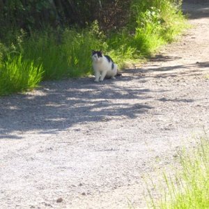 Joker , "wirkommenjetztöfter"-Streuner (ich vermute ein Kater, von Statur her und da Herr Pausbacke ihn/sie gerne jagt) schwarz-weiß