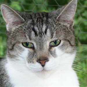 Jimmy 9 Jahre grau-schwarz-weißer Tiger (Kater)
Indoor