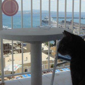 Hoch über den Dächern von Palma de Mallorca