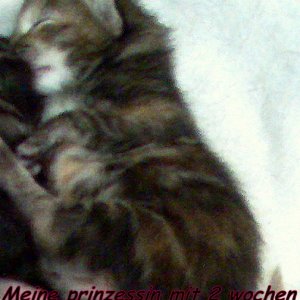 Nala mit 2 wochen