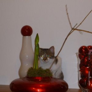 Feli als Weihnachtesdeko !!