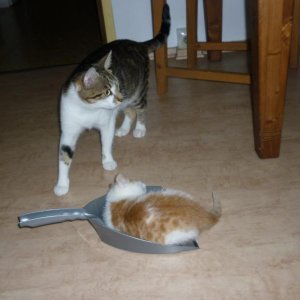 Grins !!! Heute würde er da nicht mehr draufpassen!!!