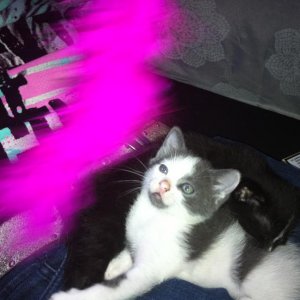 weiß/grau mein kater und schwarz meine katze