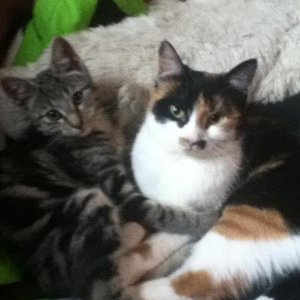 Den linken (also Charly) hab ich erst seitdem 1.11.2011 und schon sind Lucky und Charly unzertrennlich...