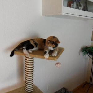 ...dieser doofe Puschel...