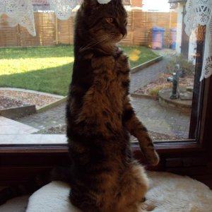 Merli kann aufrecht stehen wie ein Erdmännchen. Ich war ganz verblüfft, als ich das das erste Mal gesehen hab. Vorher wusste ich gar nicht, dass Katzen sowas können.