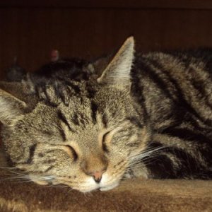 Merli ist soooooo süß. Ich könnte immer und ständig mit ihm knuddeln.