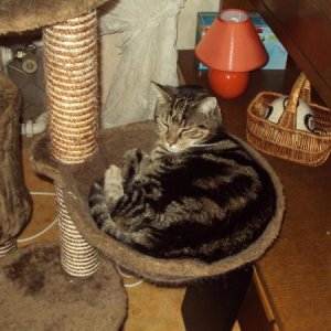 Der Merli und seine Hängematte. Die liebt er über alles und ist sein bevorzugter Schlafplatz.