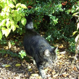 Auf zur Jagd,jucheeee