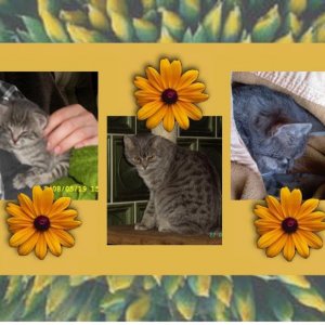 da tiger als baby , als halbstarker und kurz nach seinem tod am 27.10.09 
ich vermiss ihn so