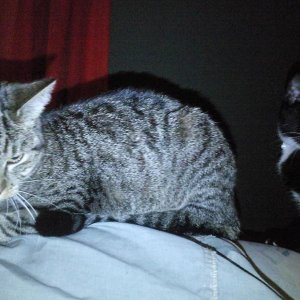 Ich mag ihn zwar nicht, aber wenn es unbedingt sein muss....