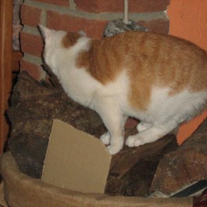 Da war doch was im Holz..